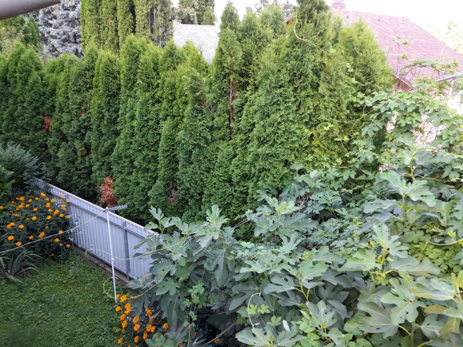 Apartamento Harmonia Vendeghaz 100 Meterre Az Igali Gyogyfuerdotol Exterior foto